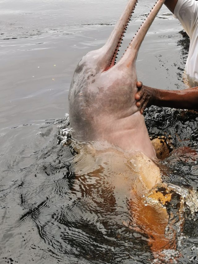 Como é um cruzeiro pela Amazônia?